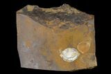 Unidentified Fossil Seed From North Dakota - Paleocene #145356-1